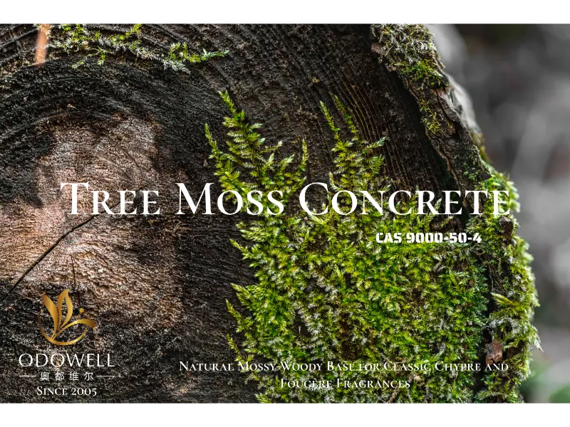 Tree Moss Concrete – Base muschio-legnosa naturale di ODOWELL per fragranze classiche cipriate e fougère